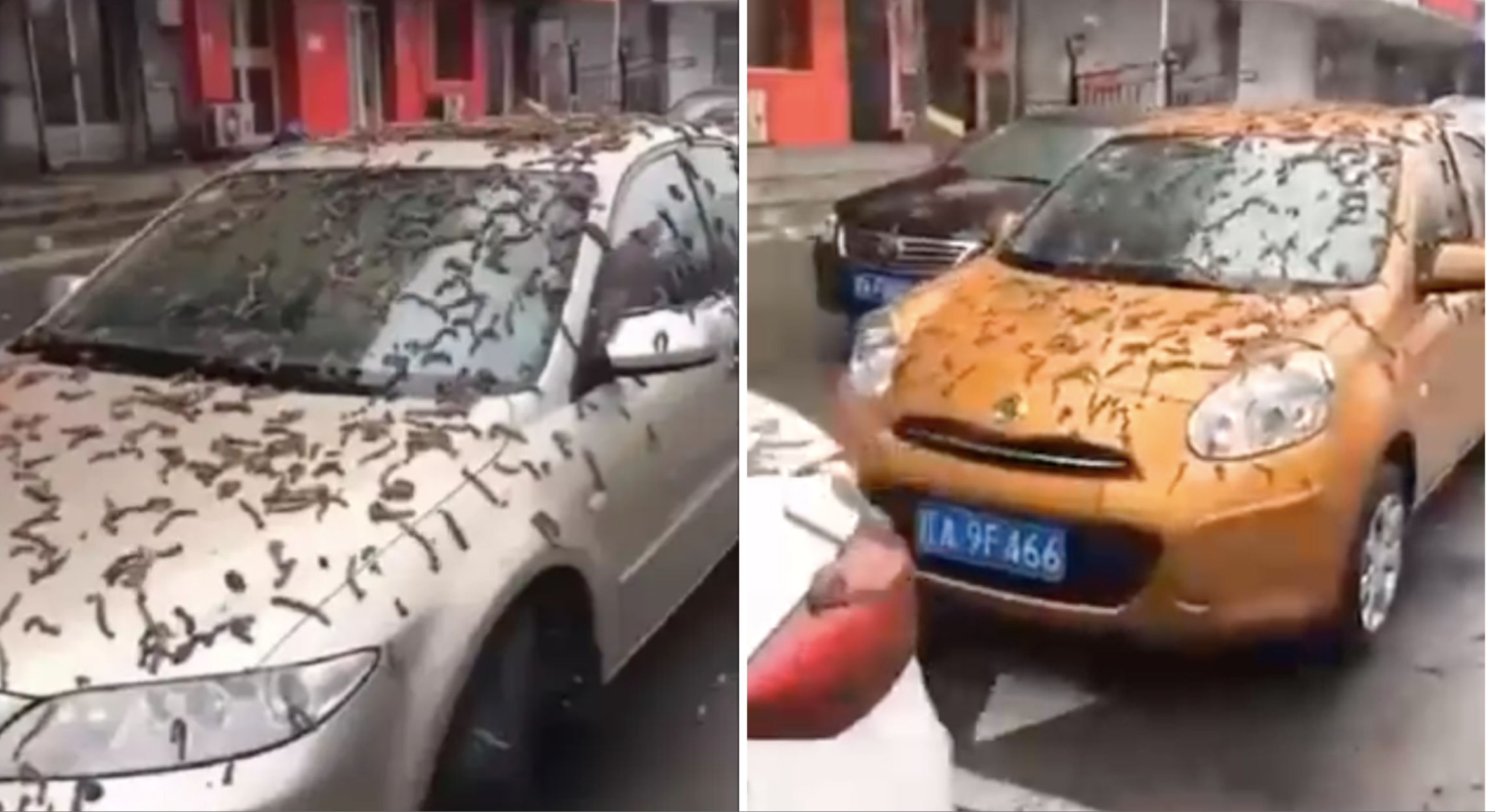 Lluvia de gusanos en China