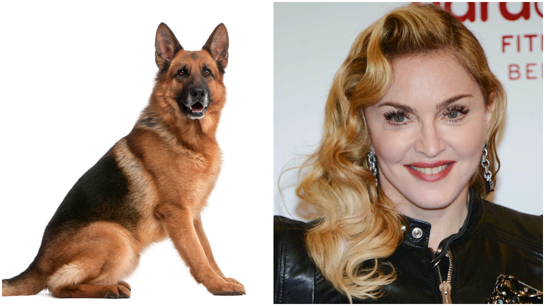 dog and Madonna