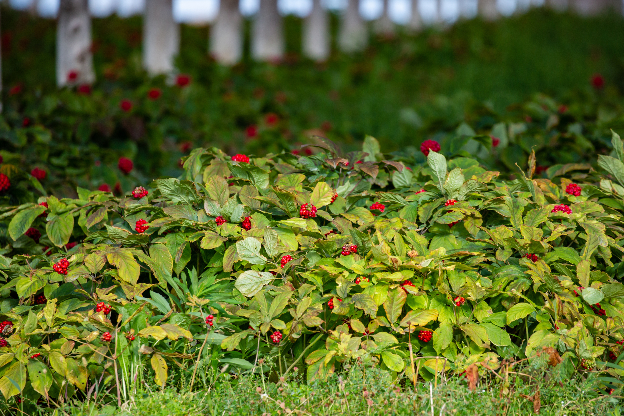 Ginseng plant with ripe red berries grown in Marathon county, Wisconsin, USA