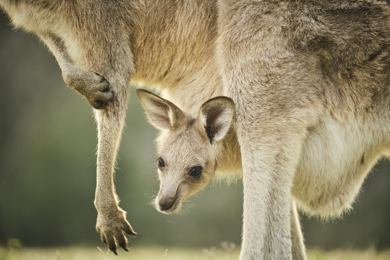 Wild kangaroo joey in open grass field at sunset with golden light in pouch