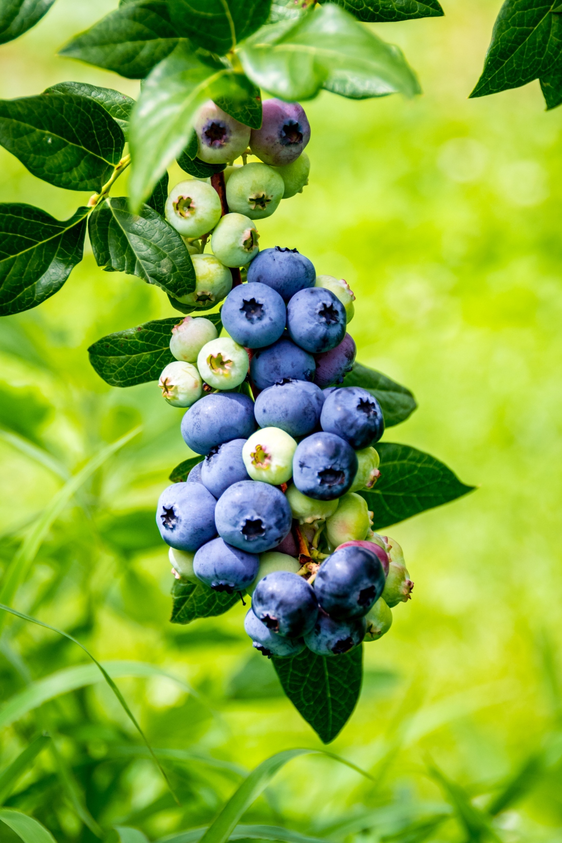 blueberries-1.jpg