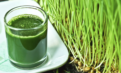 wheat grass