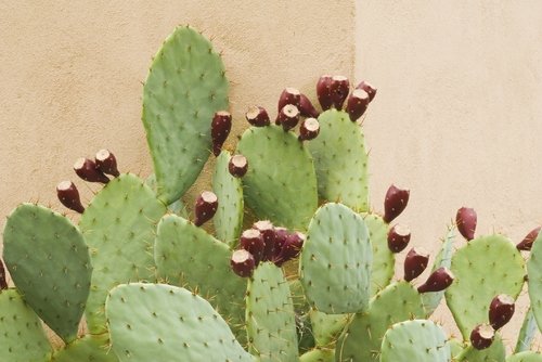 nopal