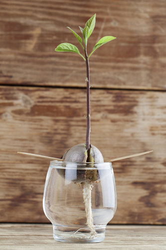 avocado plant