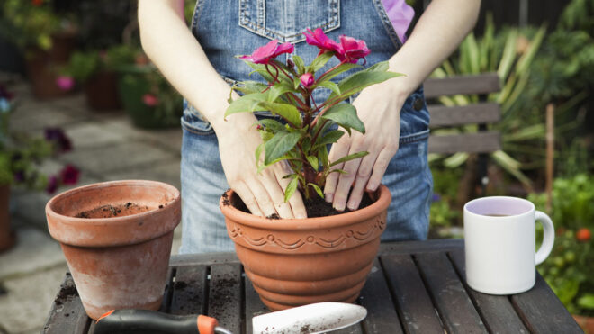 repotting plants