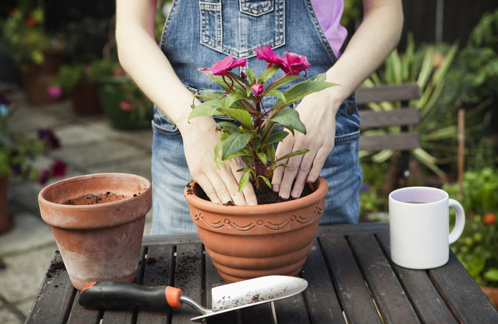 repotting plants