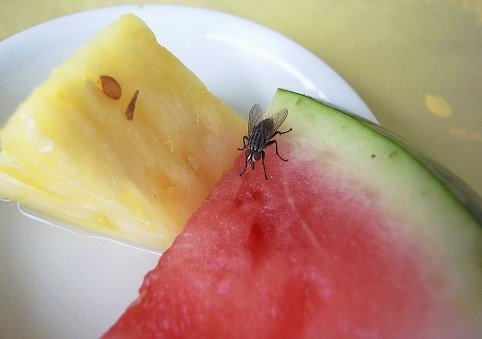 Fruit flies