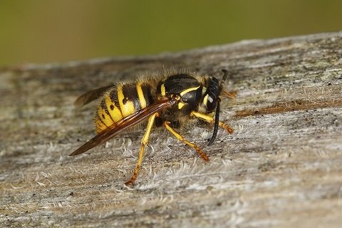 Wasp