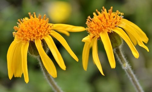 arnica