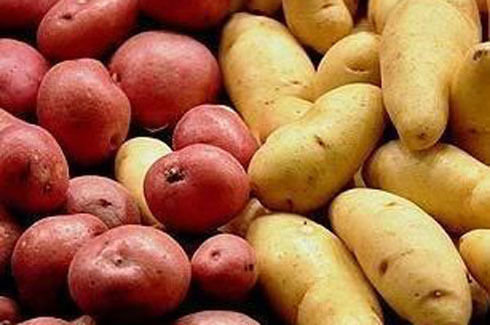 red and yellow potatoes