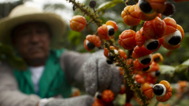 guarana