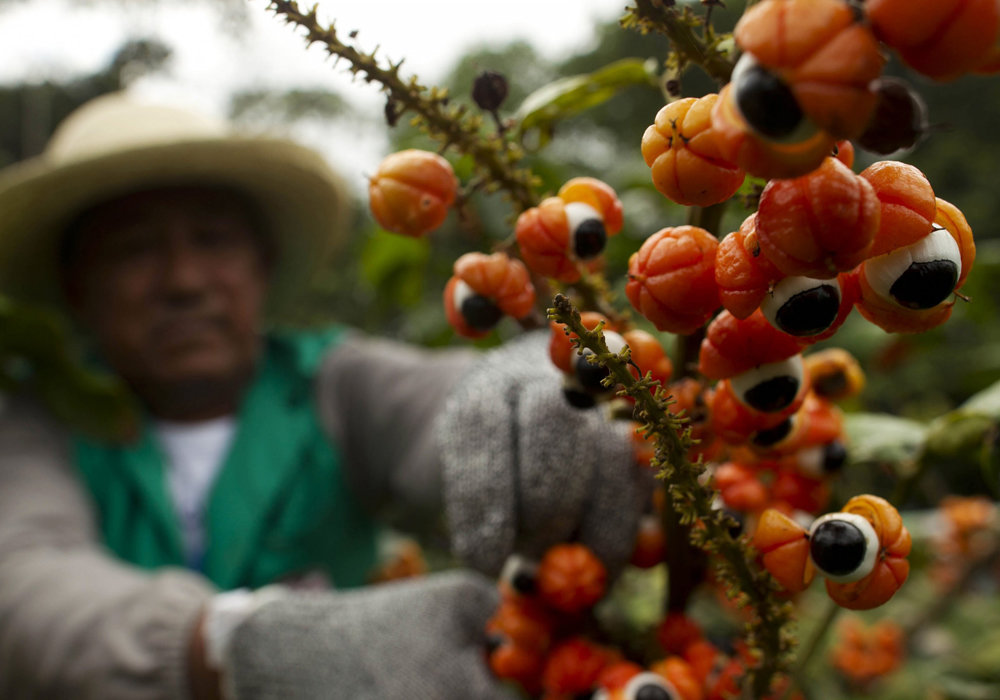 guarana