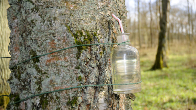 birch water