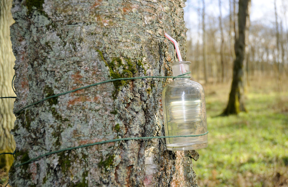 birch water