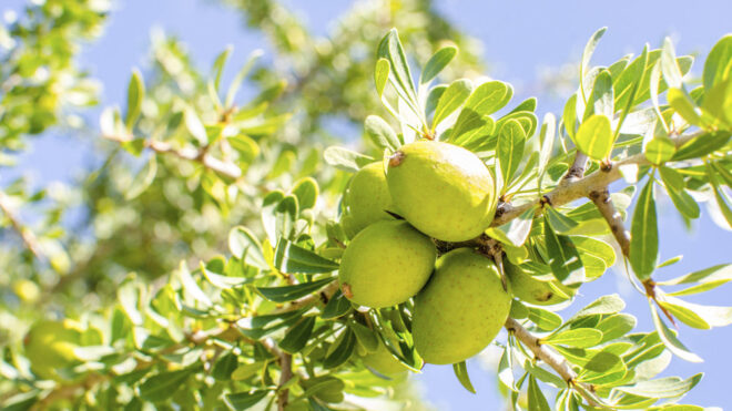 aceite de argan