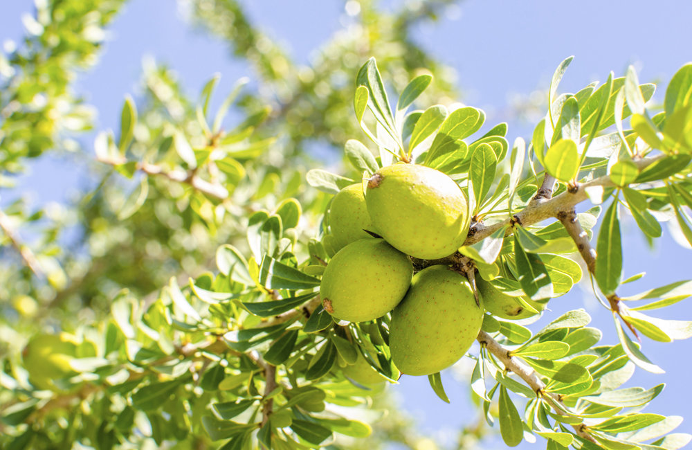 aceite de argan