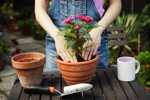 how to repot a plant