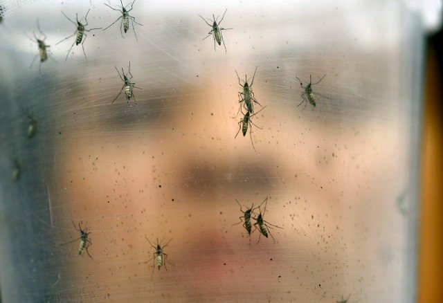 mosquitoes zika virus