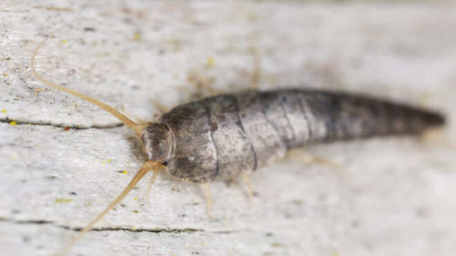 silverfish lepisma