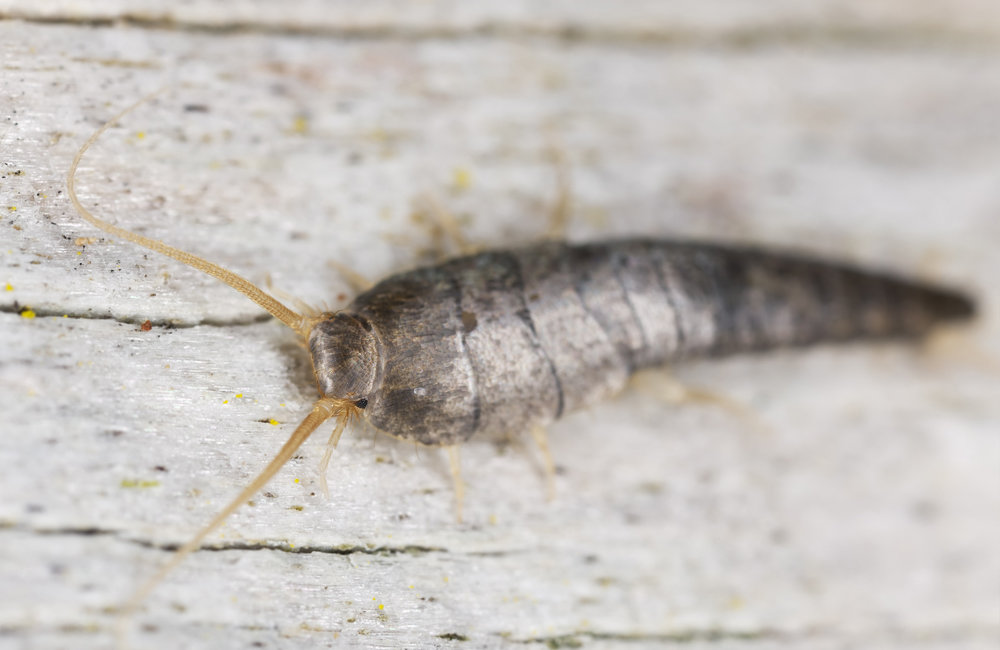 silverfish lepisma