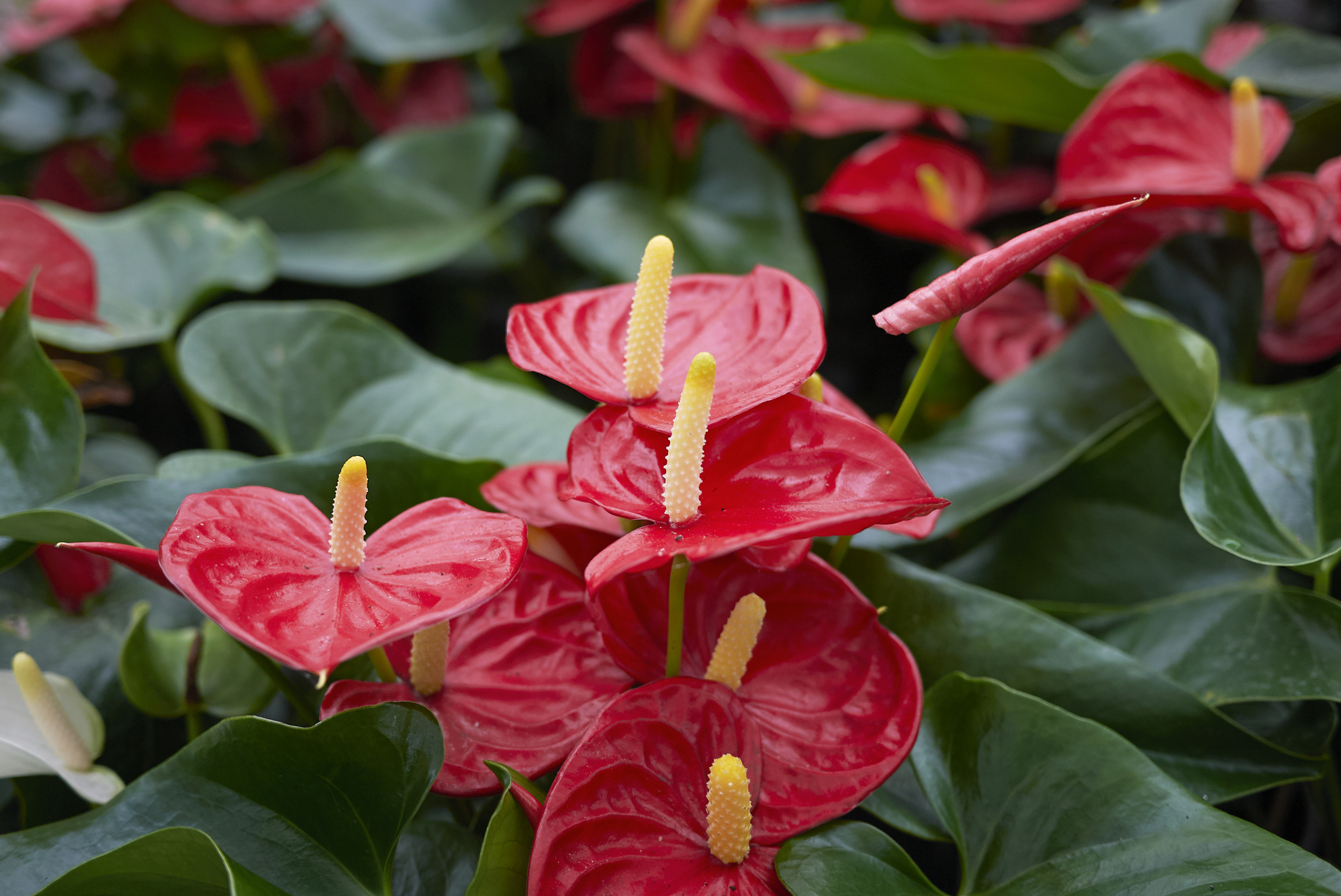 Anthurium