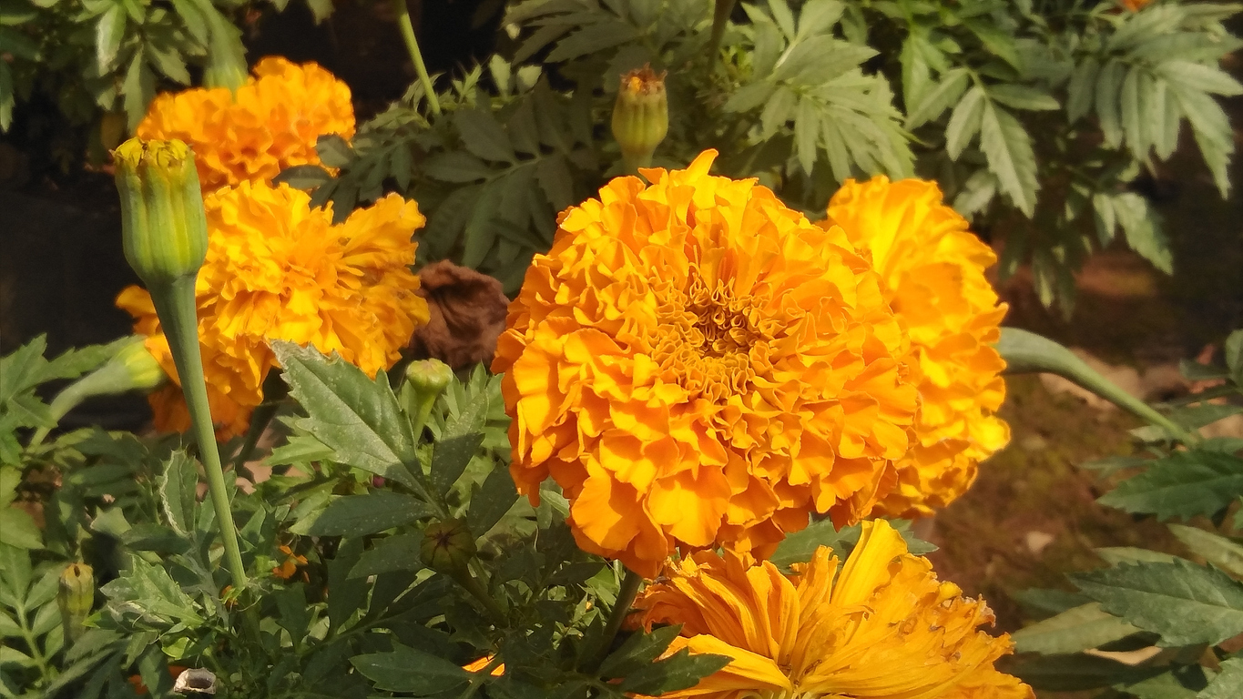 Marigold flower in the garden