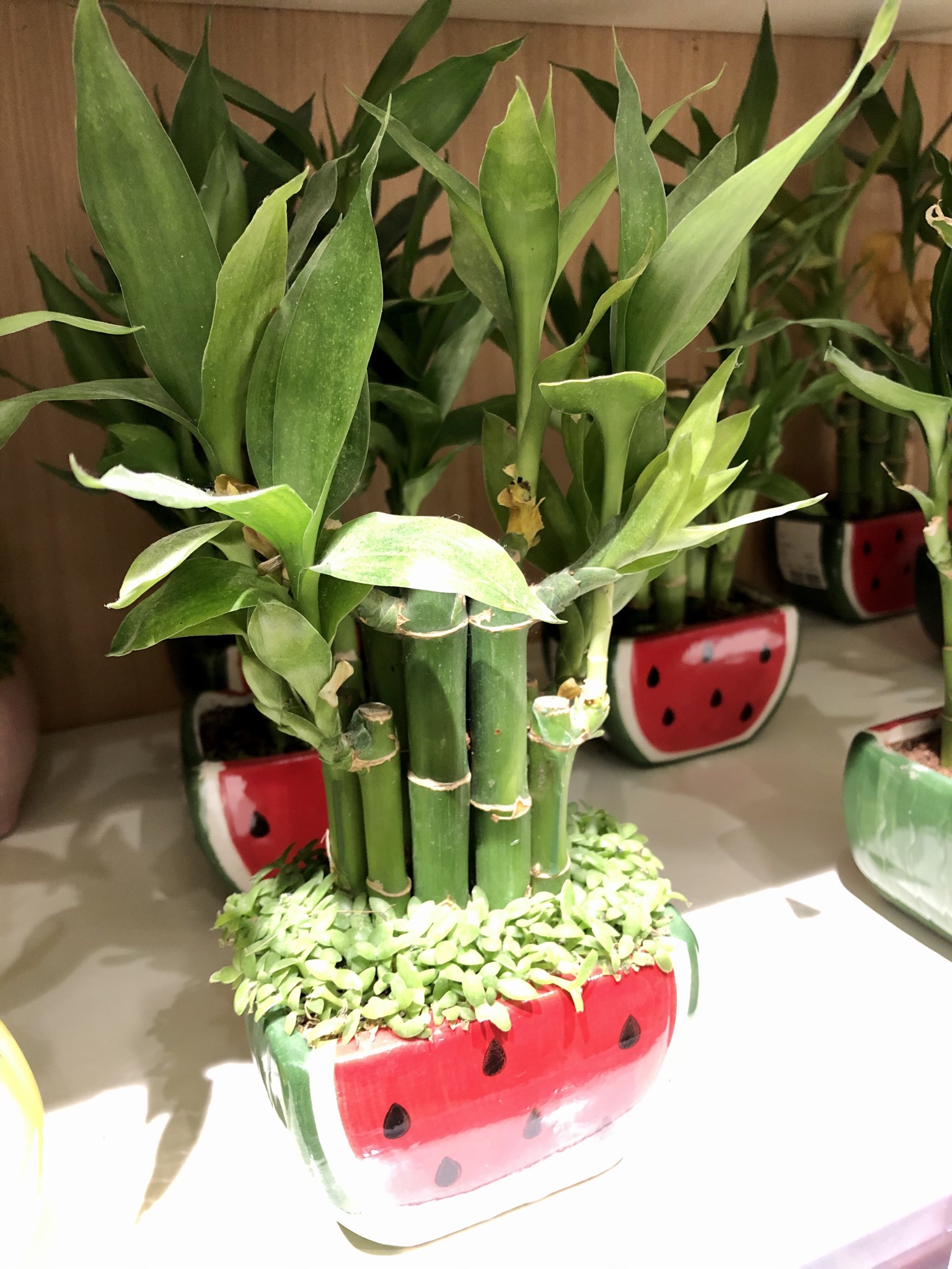 Image of lucky bamboo (Dracaena sanderiana) growing in watermelon design ceramic pot