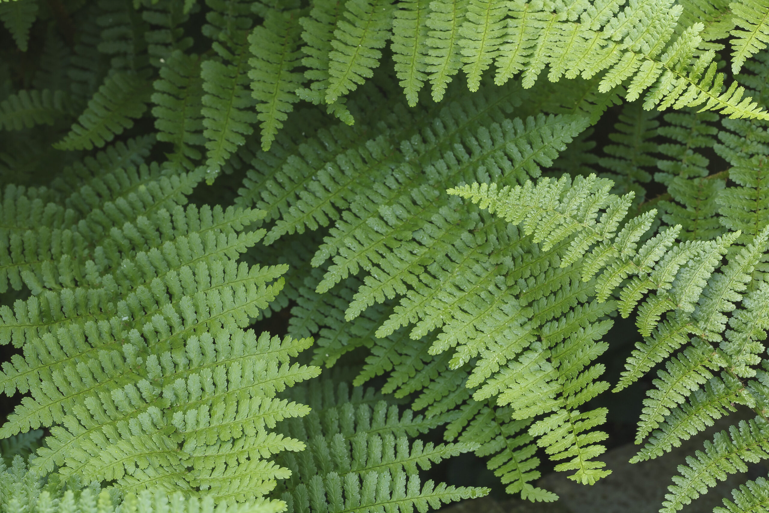 Fern leaves in a garden, wood fern Dryopteris Felix-mas