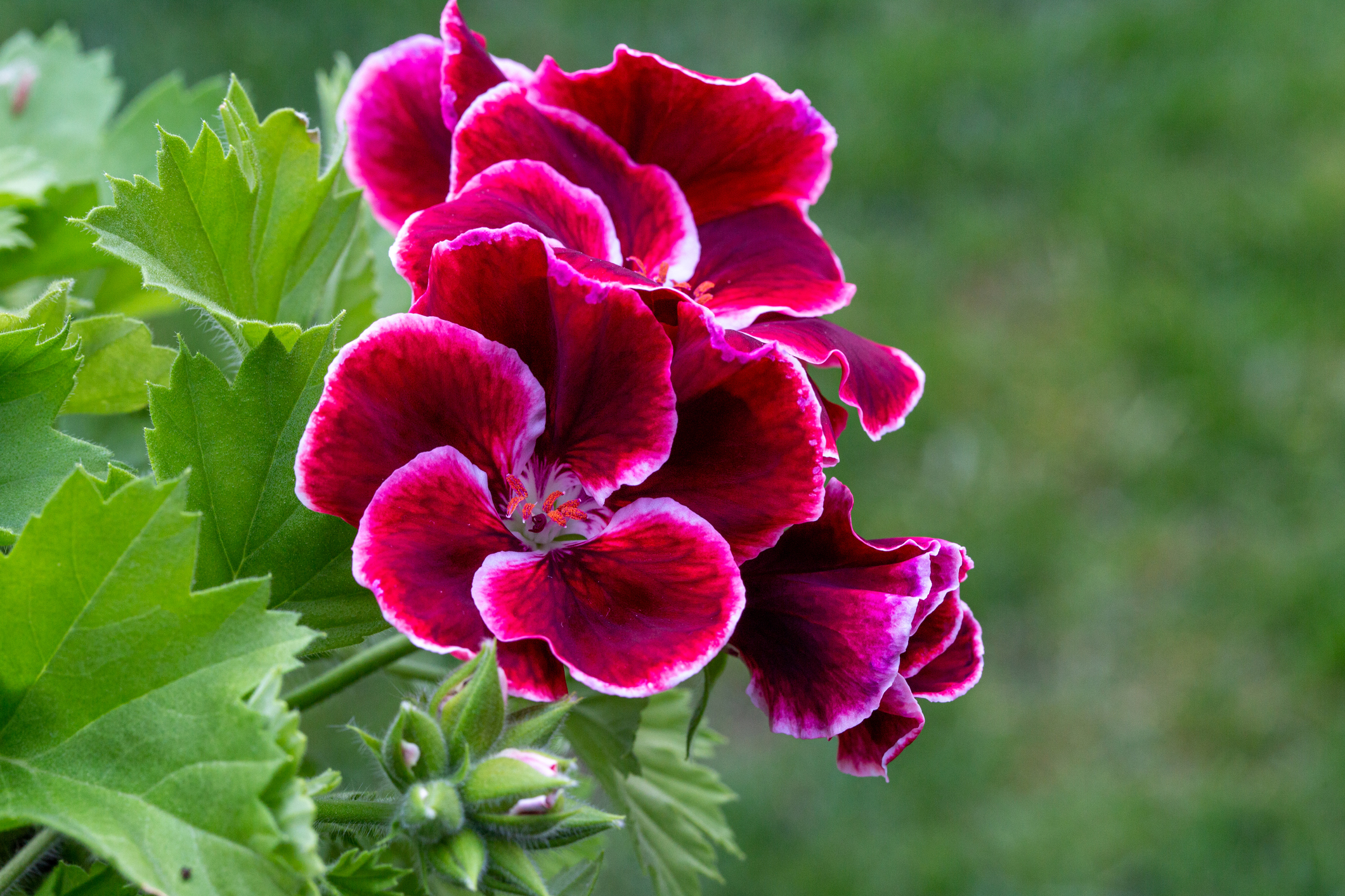 Red pelargonium in white flower pot in the garden