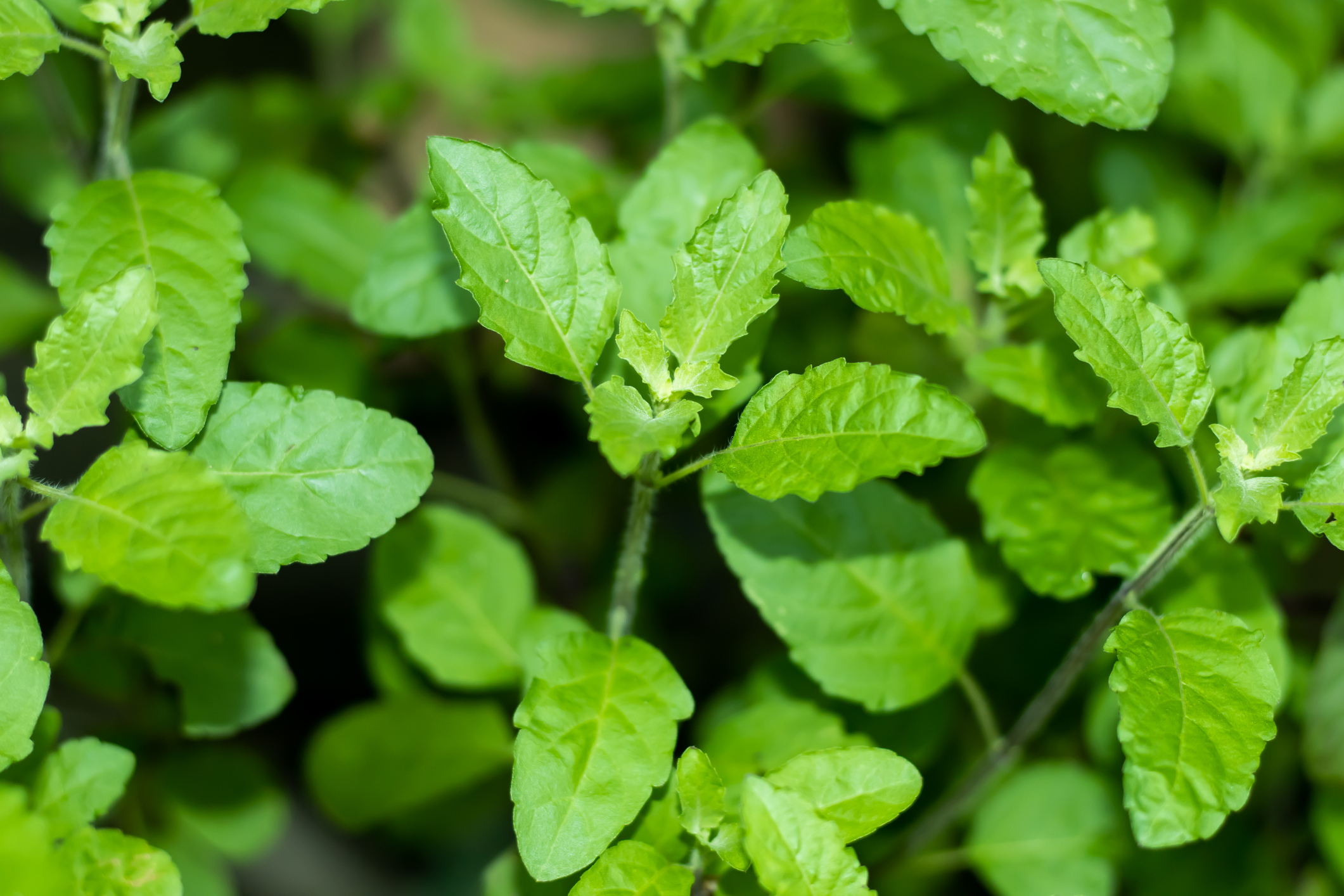 Holy basil or tulsi plants inside the home garden