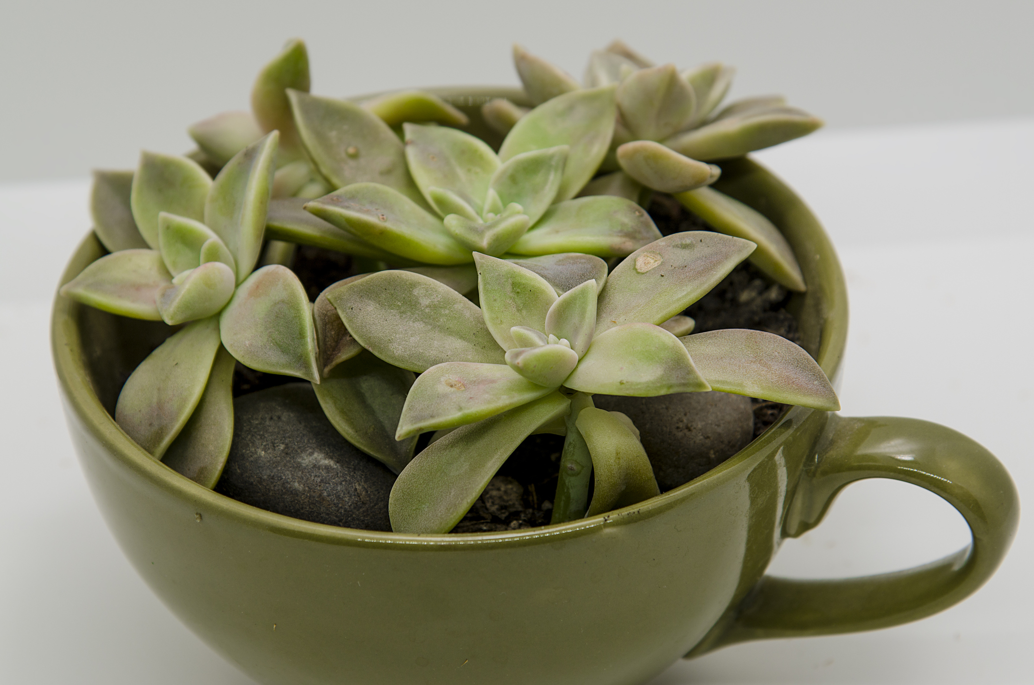 Graptopetalum paraguayense