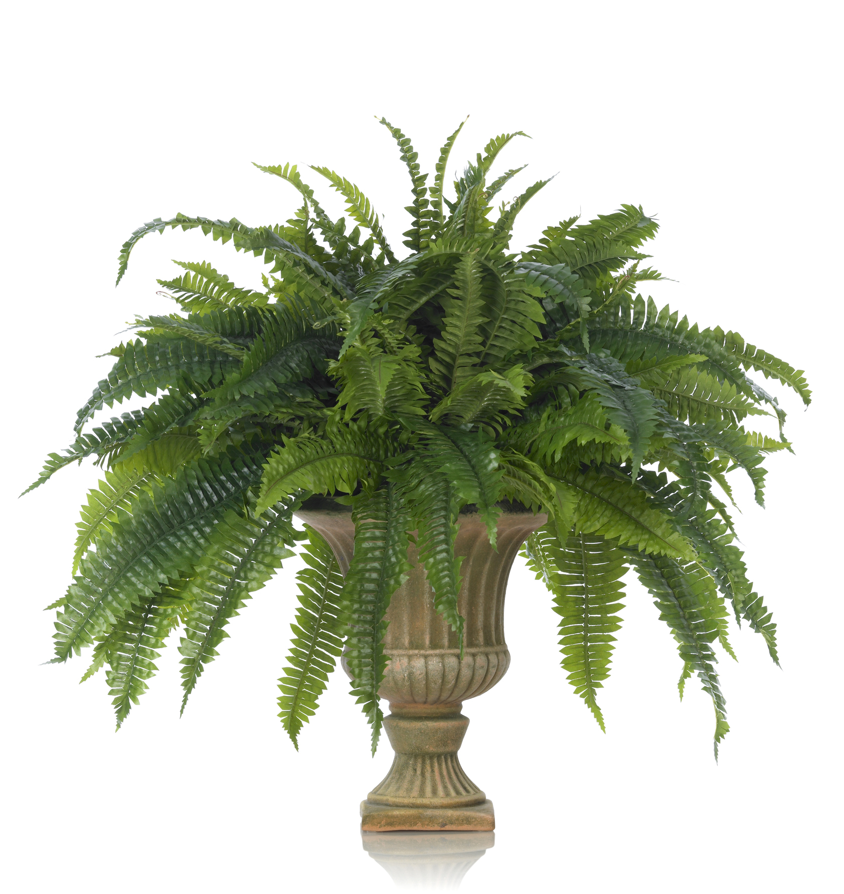 Fern in an Urn on a white background