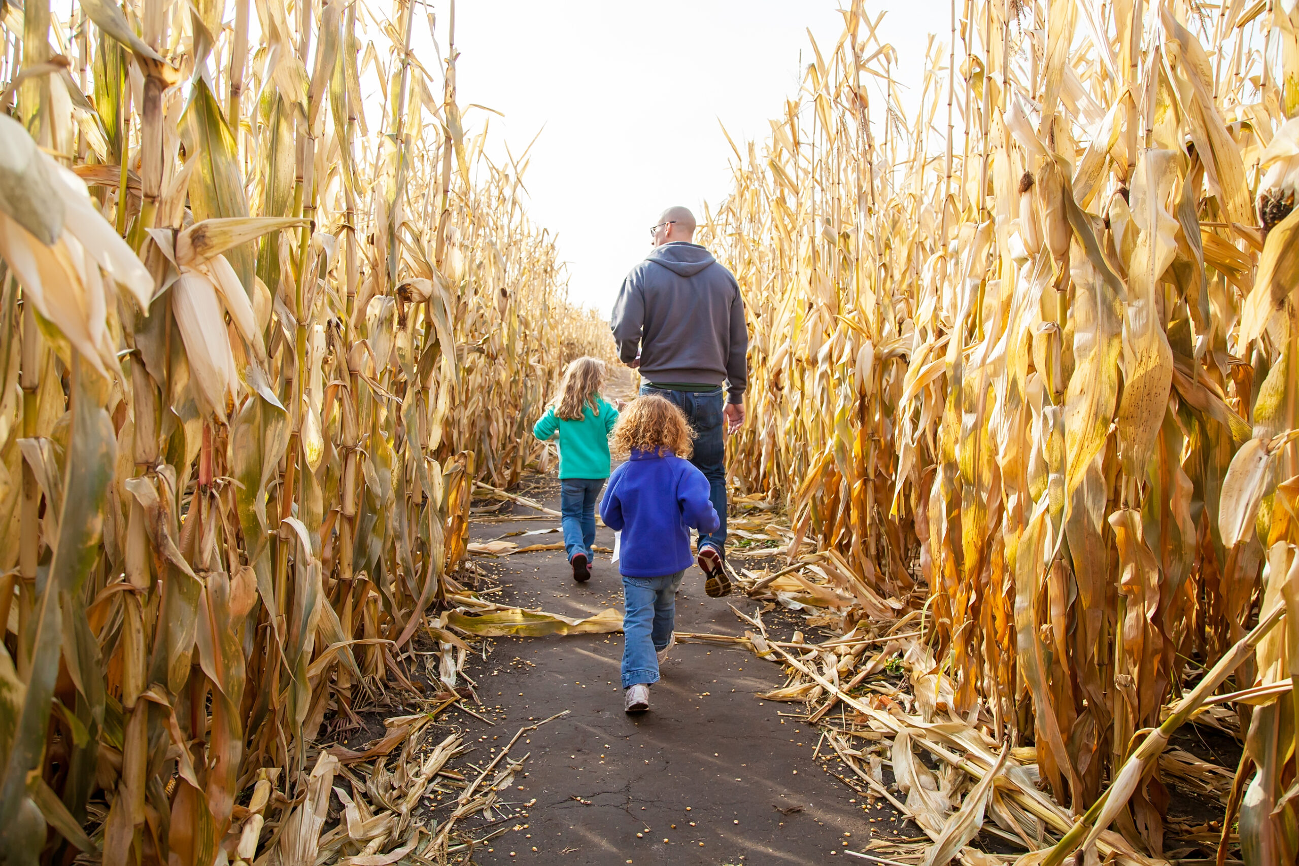 Father & Daughters In Corn Maze