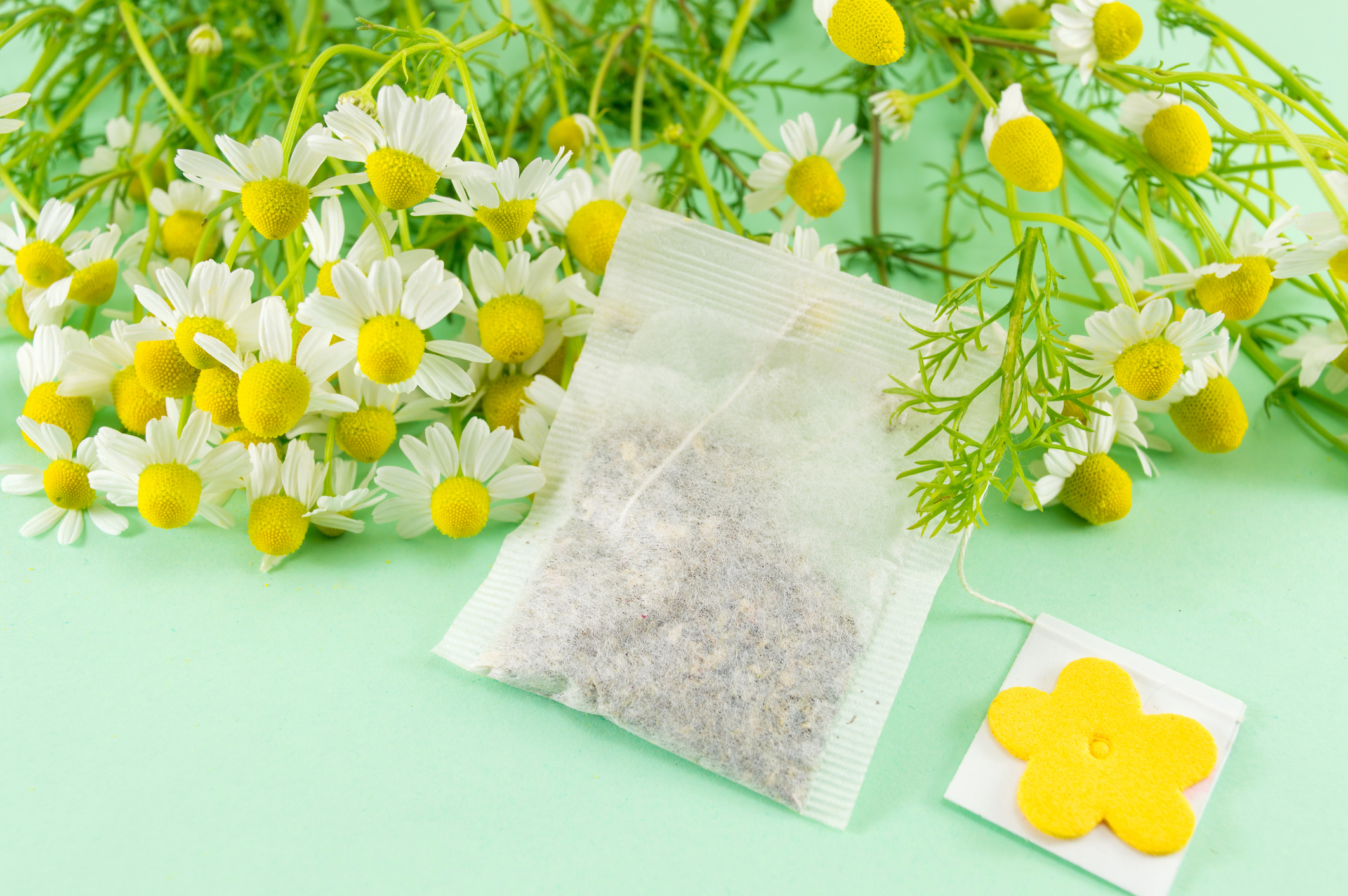 Chamomile flowers and a chamomile tea bag