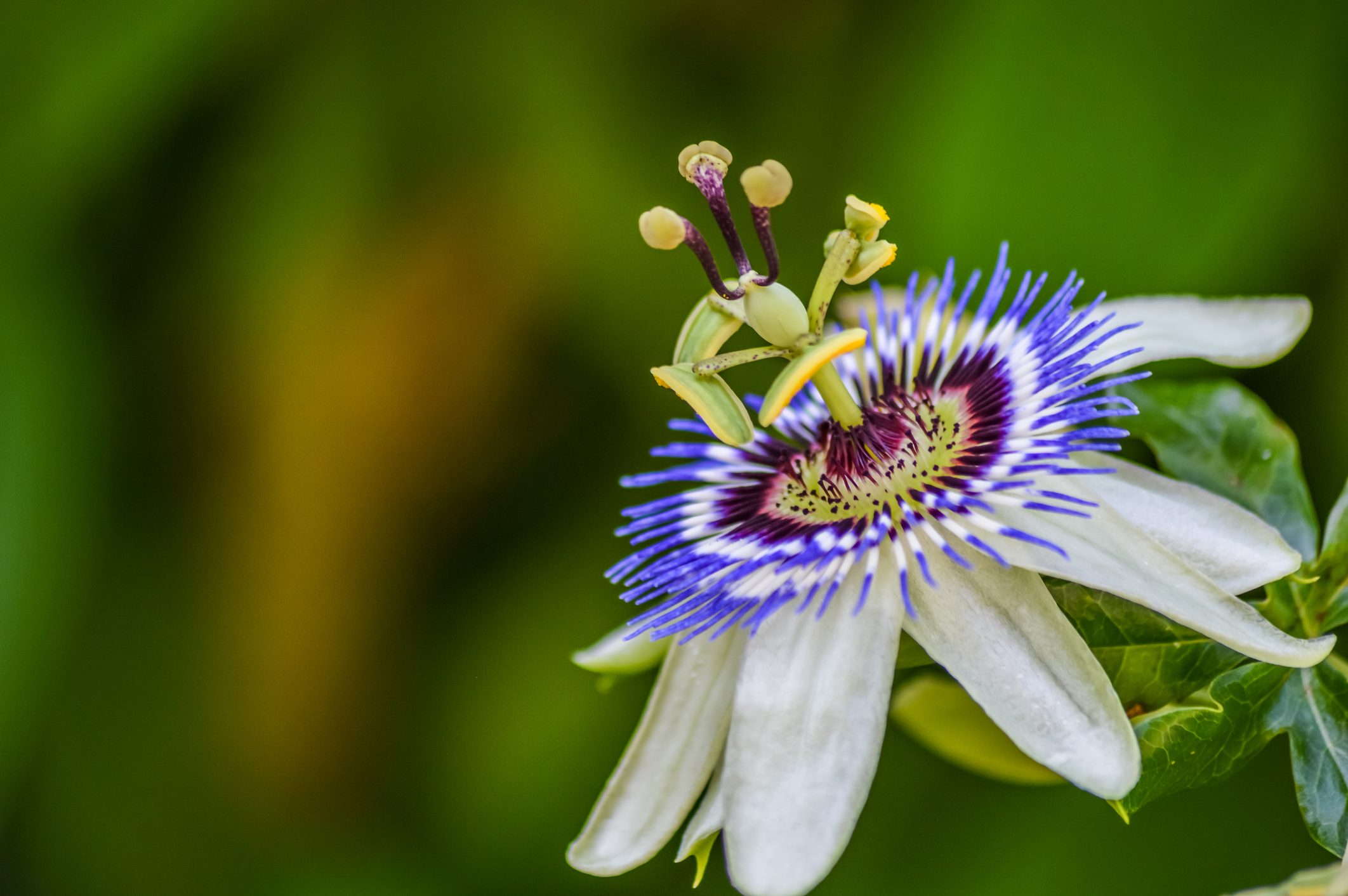 passion flower in bloom close up