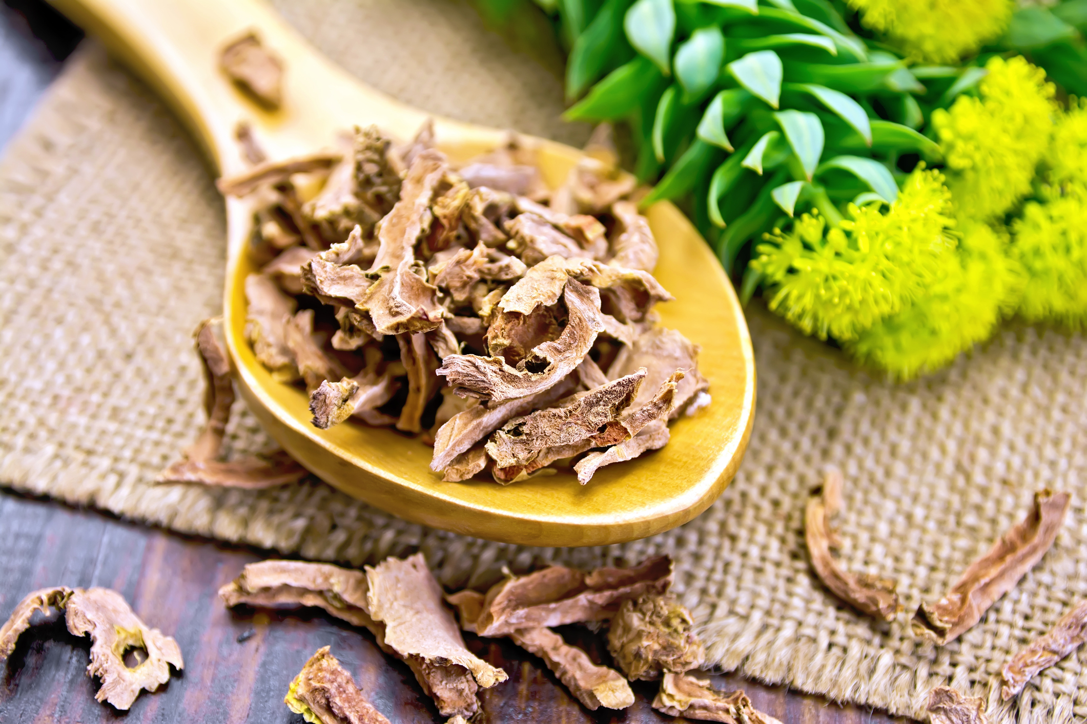 Root dry of Rhodiola rosea in spoon on napkin