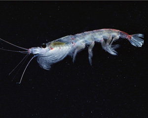 krill