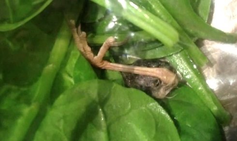 bird foot in spinach