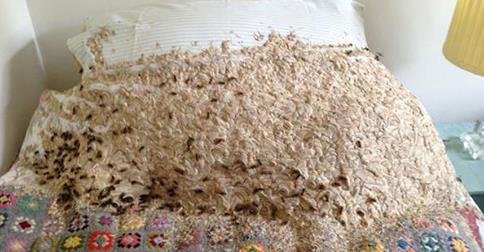 wasp nest
