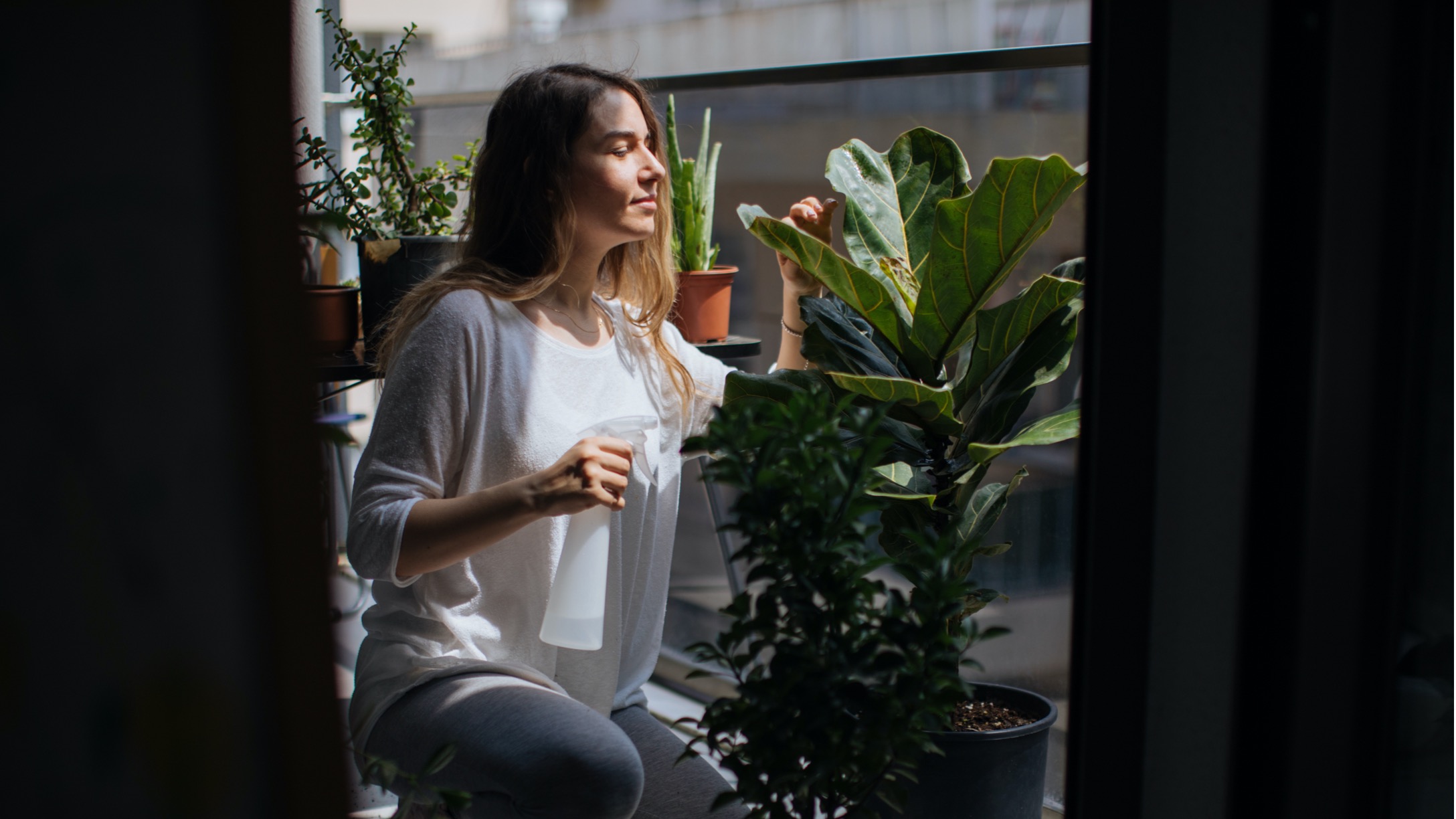 Plantas para limpiar el aire de la casa