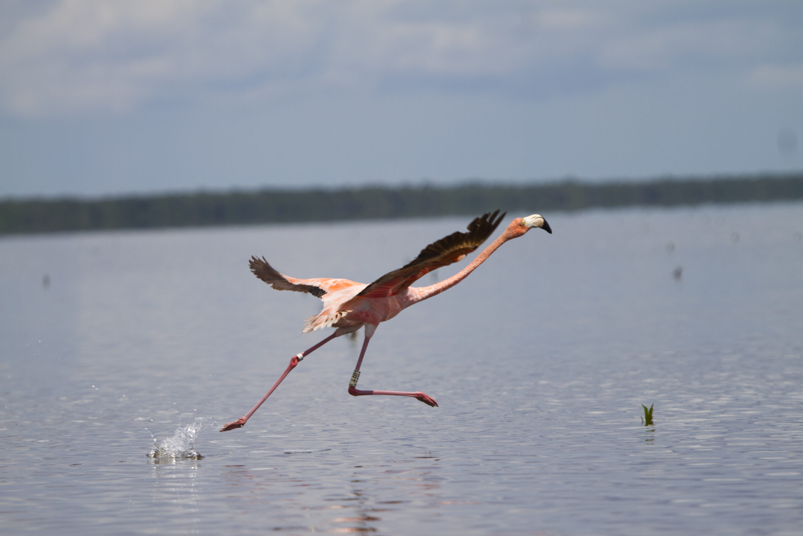 Birding in the Everglades and Florida Keys.