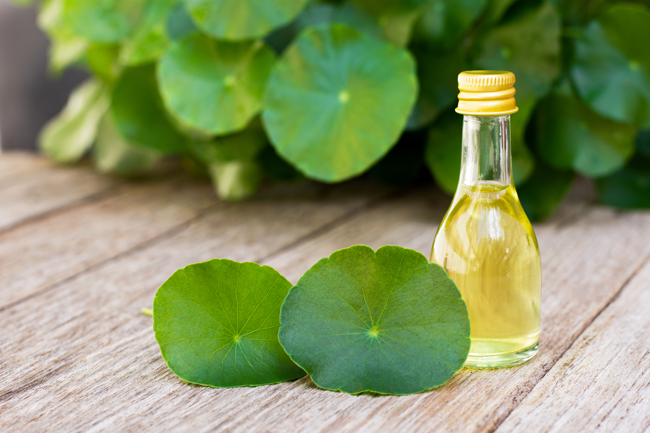 Gotu Kola oil