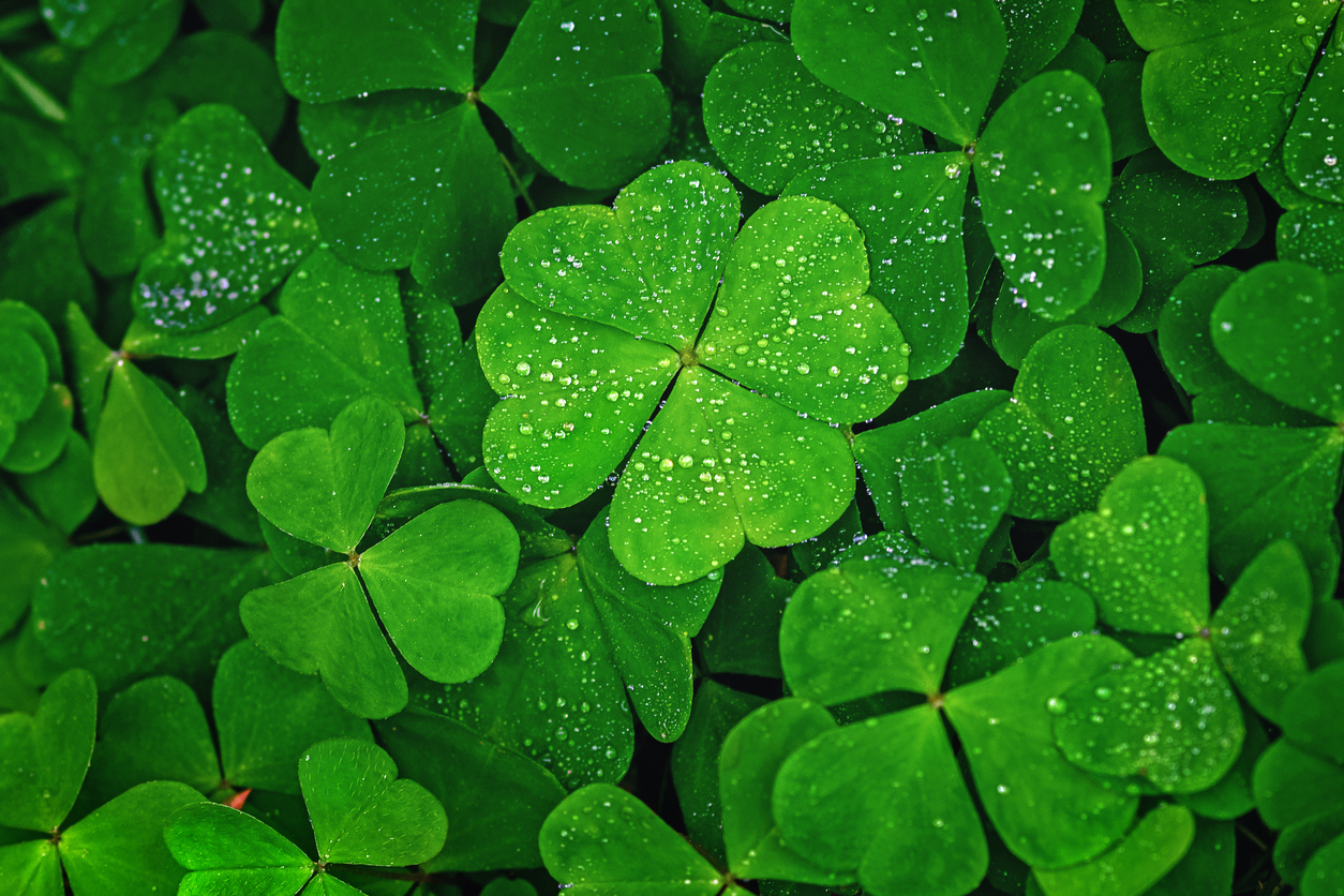 Four-leaf clover stands out against green leaves