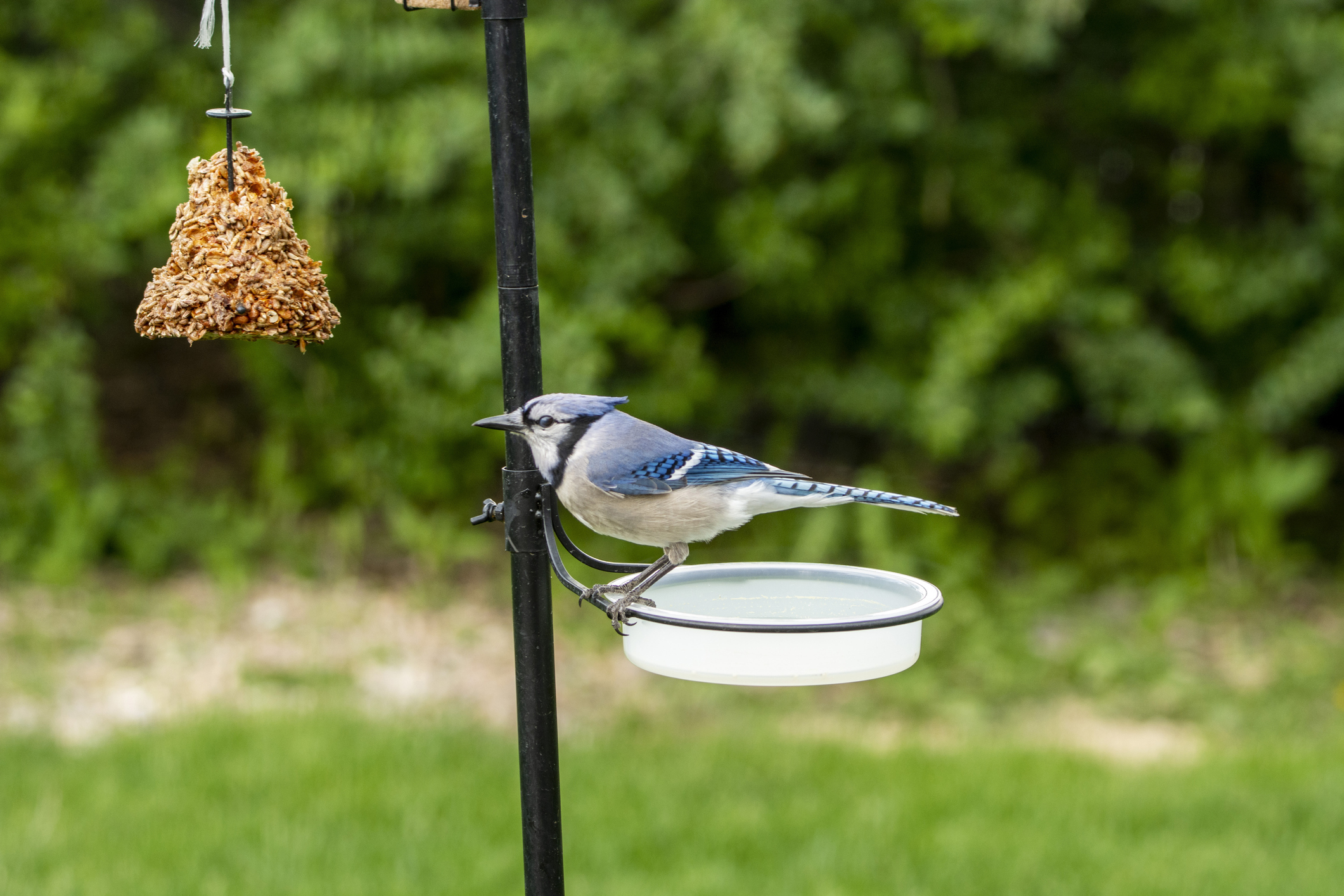 Blue Jay at Drinking Watering Bowl Bird Bath