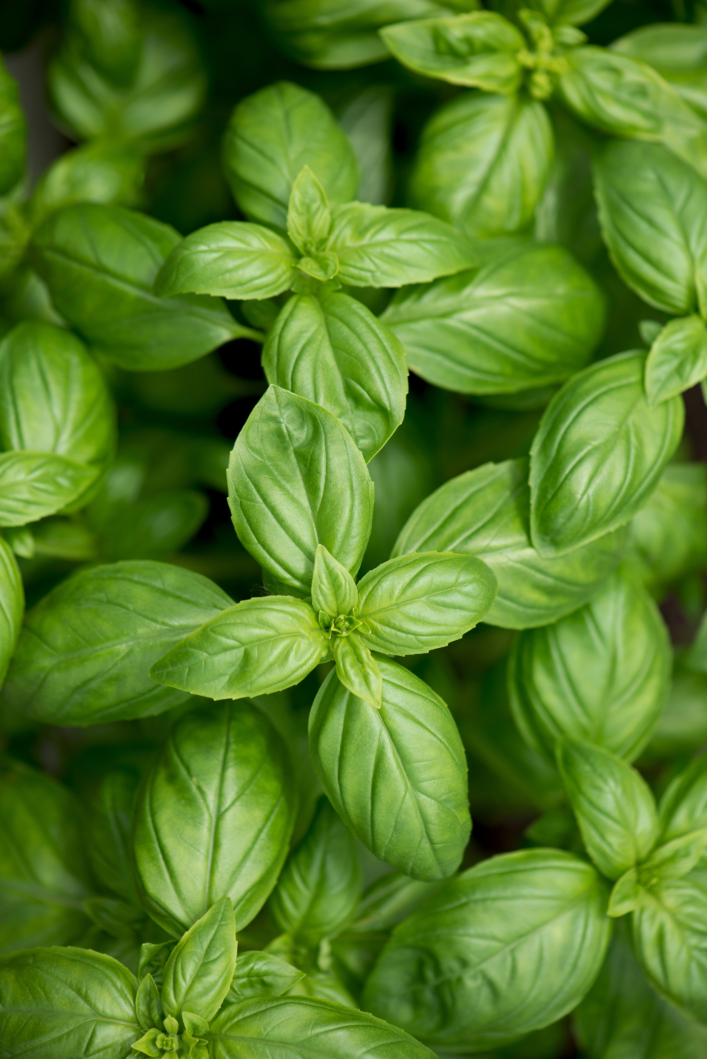 Fresh basil on a dark background. Green basil. Green basil on a dark background. Food background. A lot of basil