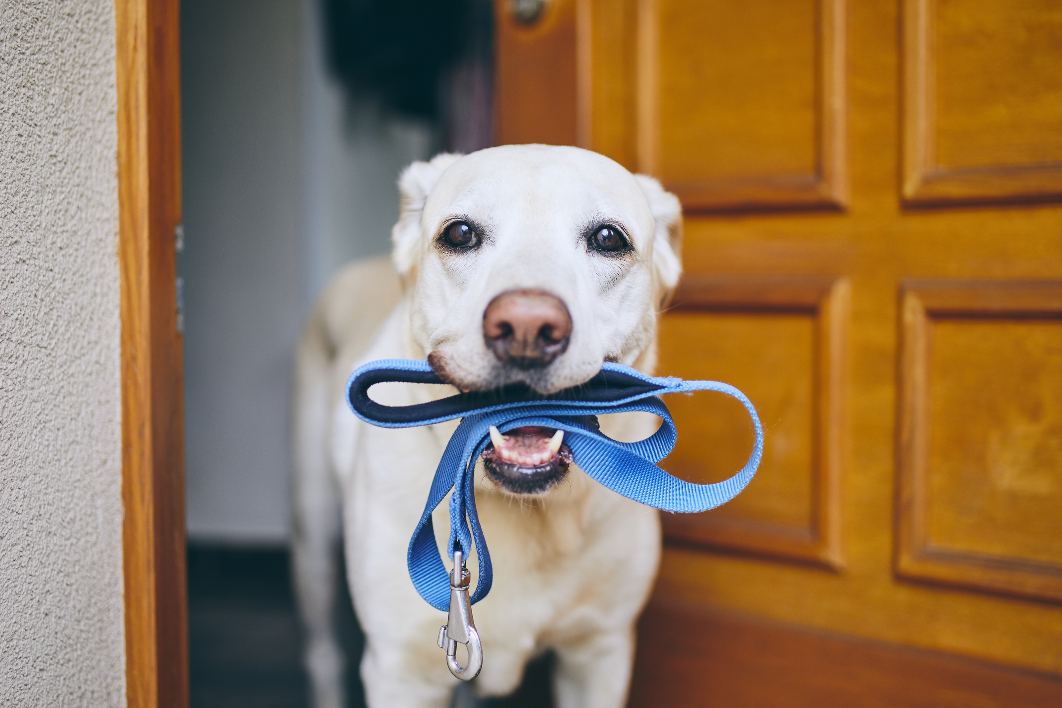 Dog waiting for walk