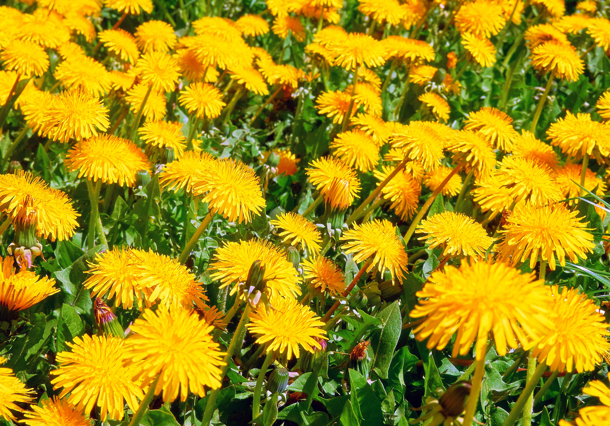 Vibrant view of yellow dandelion flowers on sunny summer meadow