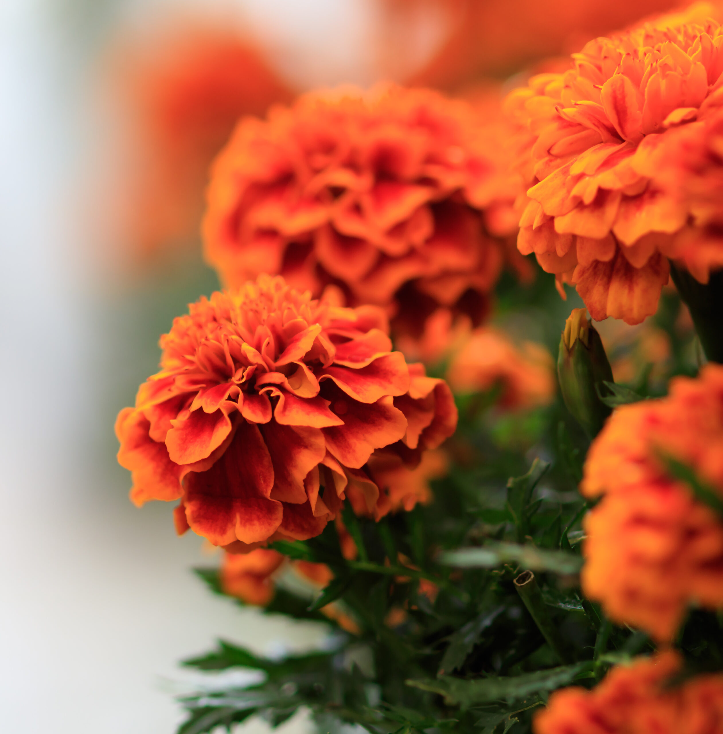 Cenpasuchitl or zenpasuchitl. Flower of the Dead. Shallow depth of field.