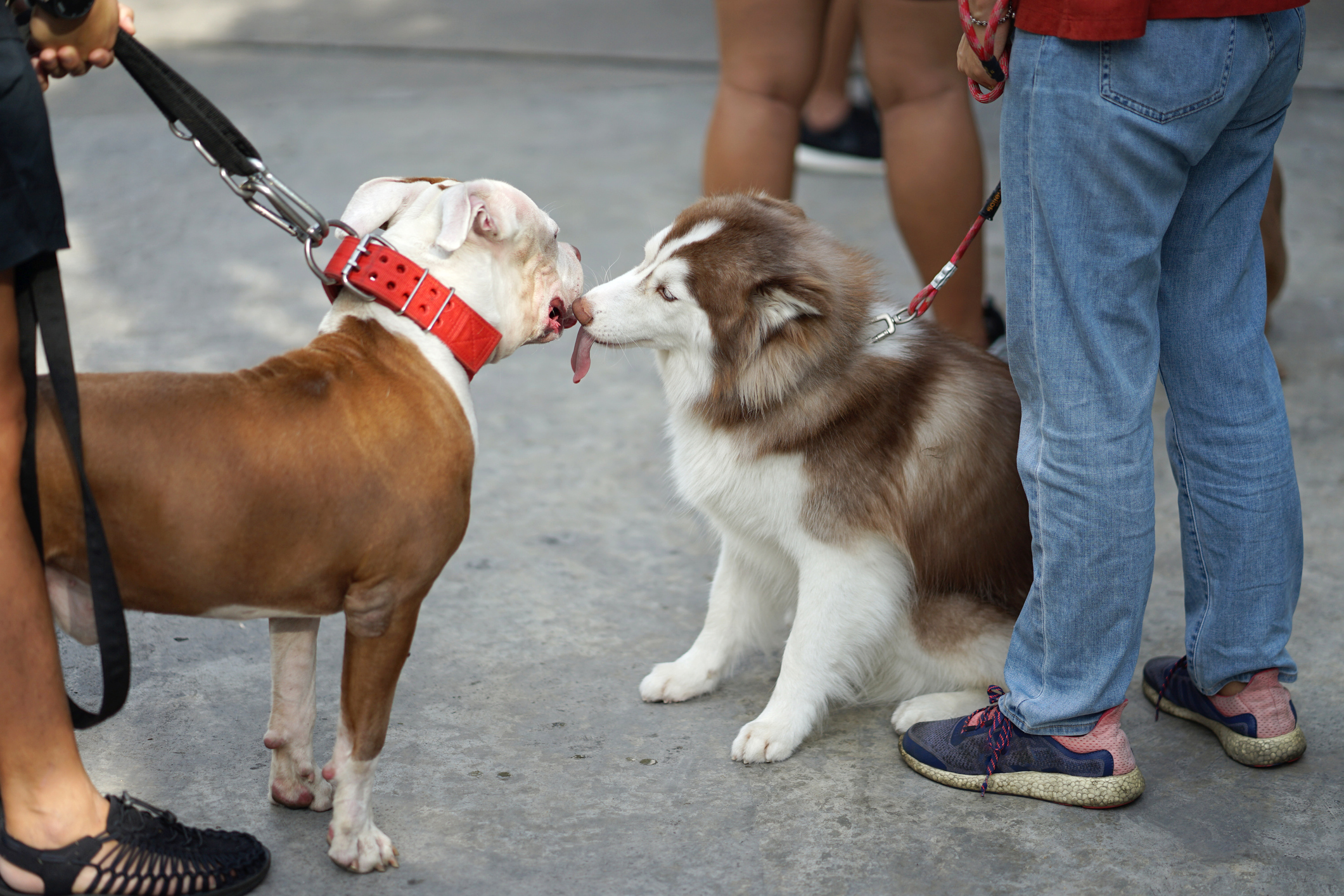 Pit bull and Siberian husky greeting to each other in leashes with owner control outdoor