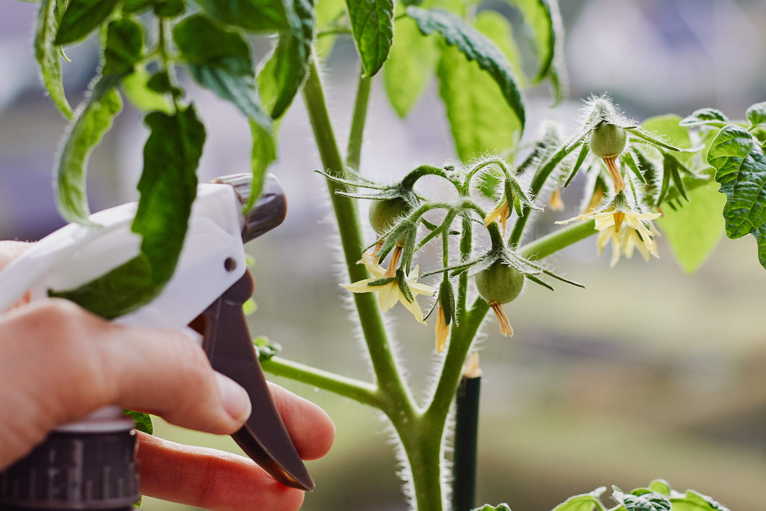 Young plant of tomato vegetable growing indoors on a windowsill and hand with spray bottle